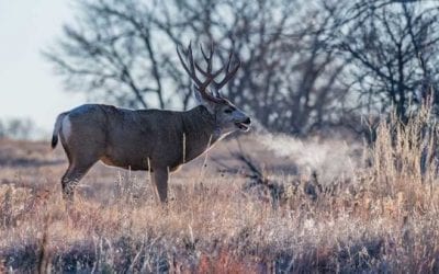 The Best Mule Deer Hunting Opportunities an American Should Try For