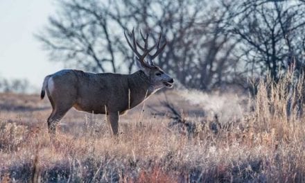 The Best Mule Deer Hunting Opportunities an American Should Try For