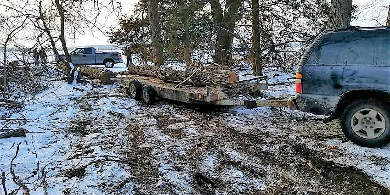 Theft of Black Walnut Trees