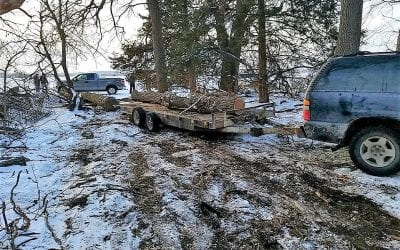 Theft of Black Walnut Trees