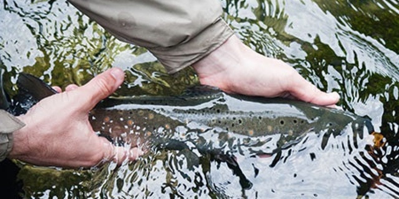 Trout Fishing Tips From Minnesota