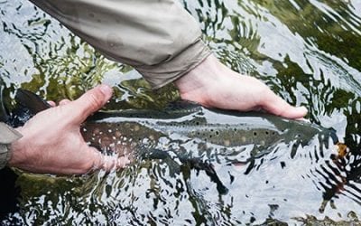 Trout Fishing Tips From Minnesota