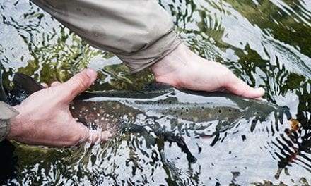 Trout Fishing Tips From Minnesota