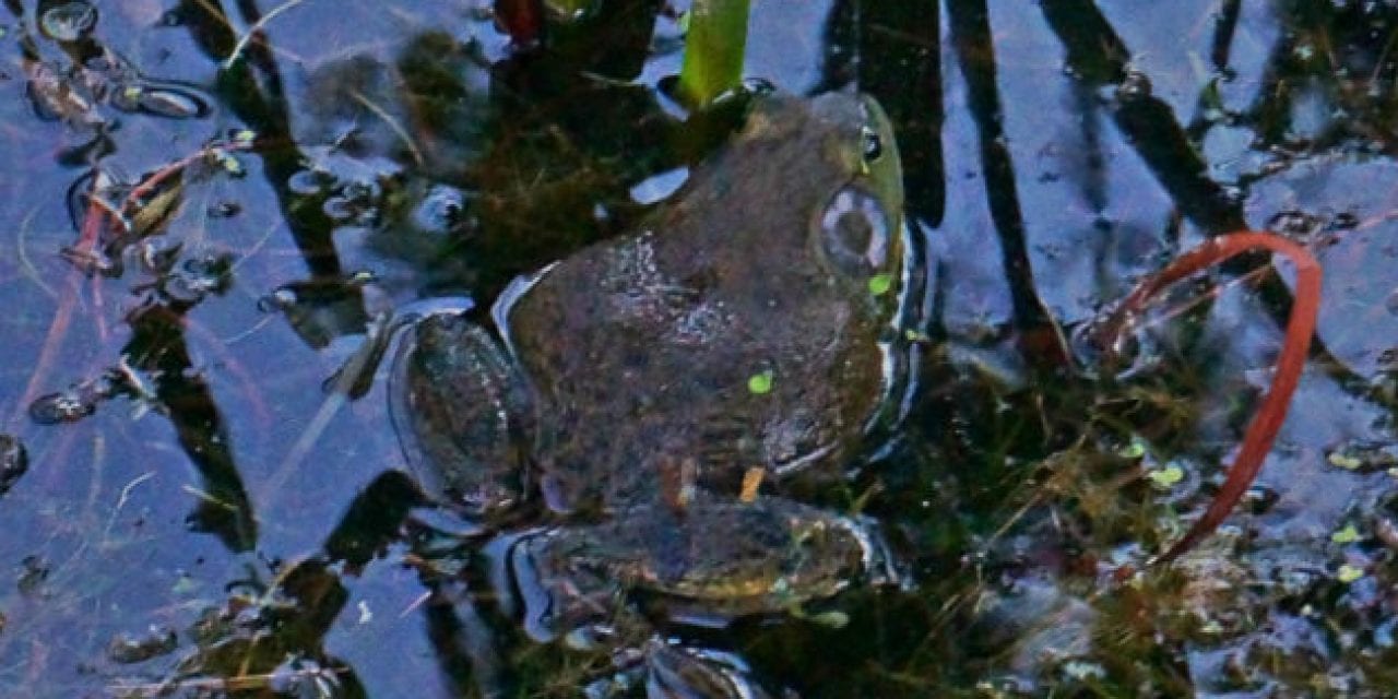 Try Frog Gigging for a Gourmet Delicacy and a Fantastic Time Outdoors