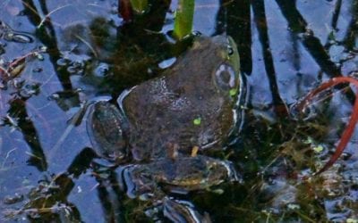 Try Frog Gigging for a Gourmet Delicacy and a Fantastic Time Outdoors