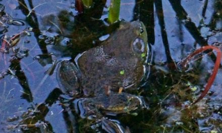 Try Frog Gigging for a Gourmet Delicacy and a Fantastic Time Outdoors