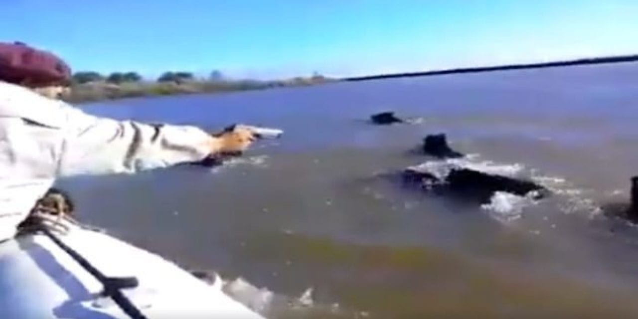 Unethical Shooter Blasts Swimming Boars from a Moving Boat