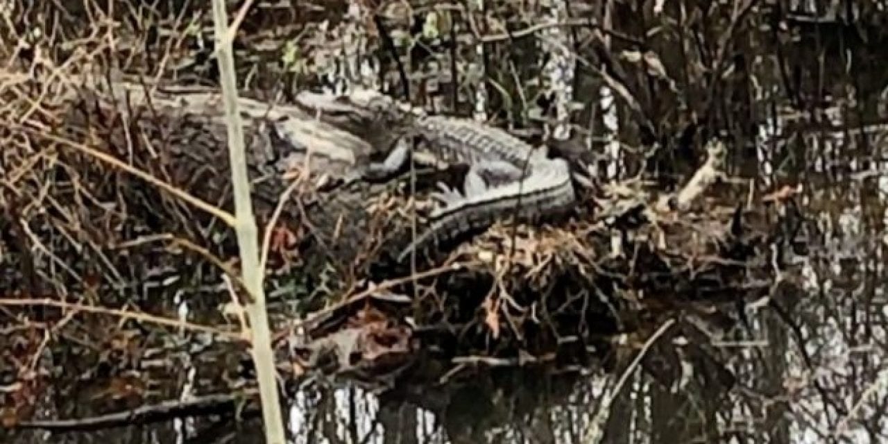 VIDEO: Alligator Spotted in Kentucky, But How Did It Get There?