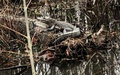 VIDEO: Alligator Spotted in Kentucky, But How Did It Get There?