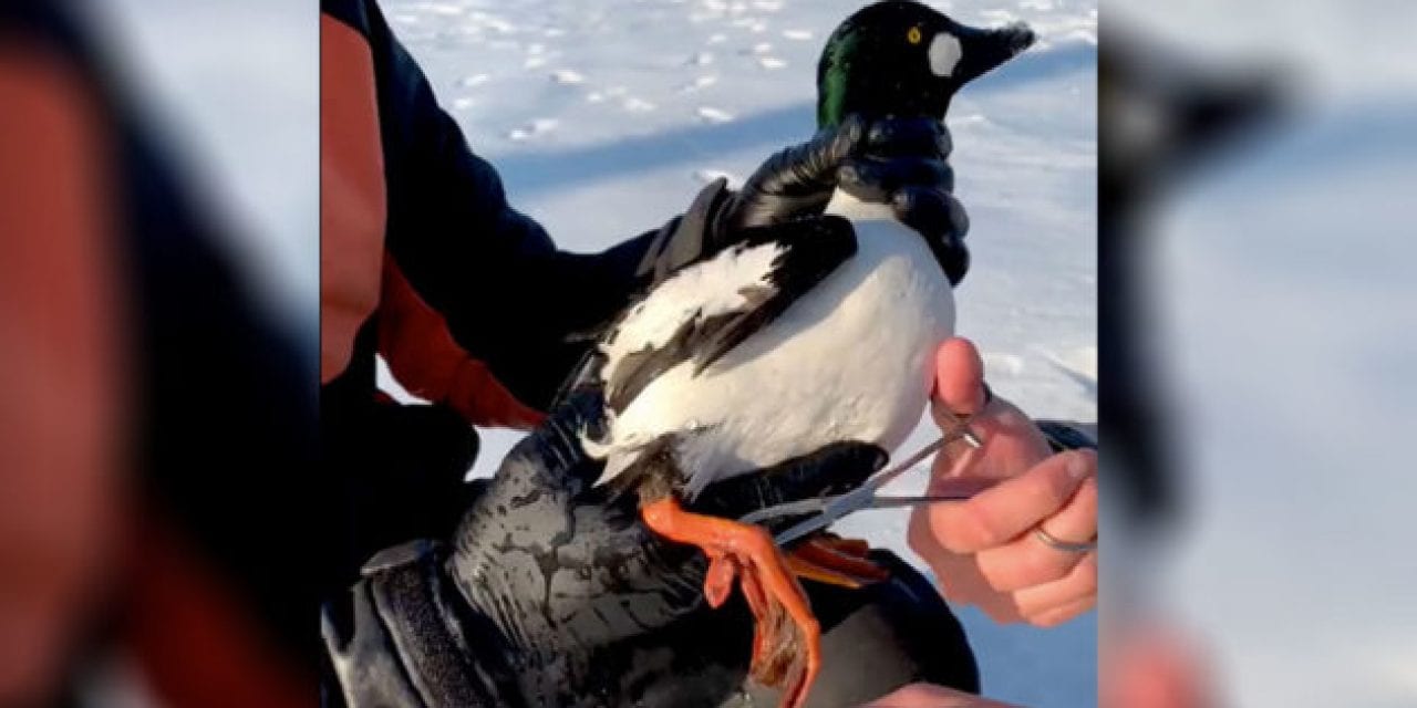 Video: BlacktipH Catches Diving Duck While Ice Fishing