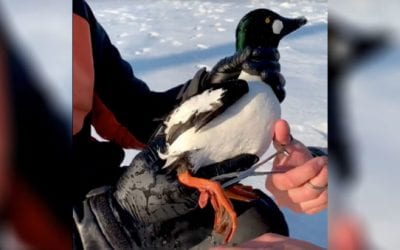Video: BlacktipH Catches Diving Duck While Ice Fishing