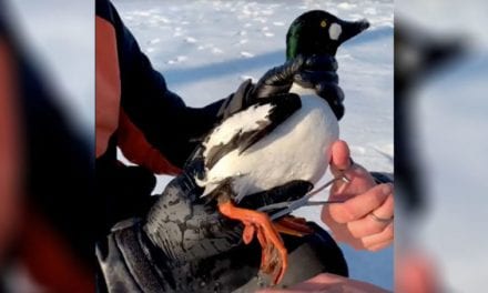 Video: BlacktipH Catches Diving Duck While Ice Fishing