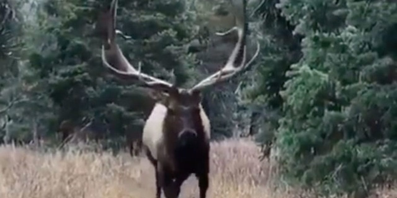 Video: Monster Bull Elk Comes Within Inches of Hunter
