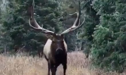 Video: Monster Bull Elk Comes Within Inches of Hunter