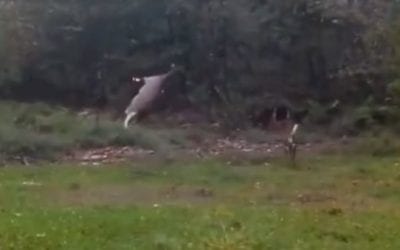 Video: Perfect Shot With Crossbow Makes Doe Launch Into Orbit