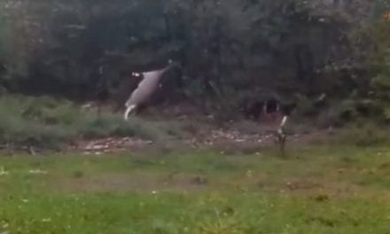 Video: Perfect Shot With Crossbow Makes Doe Launch Into Orbit