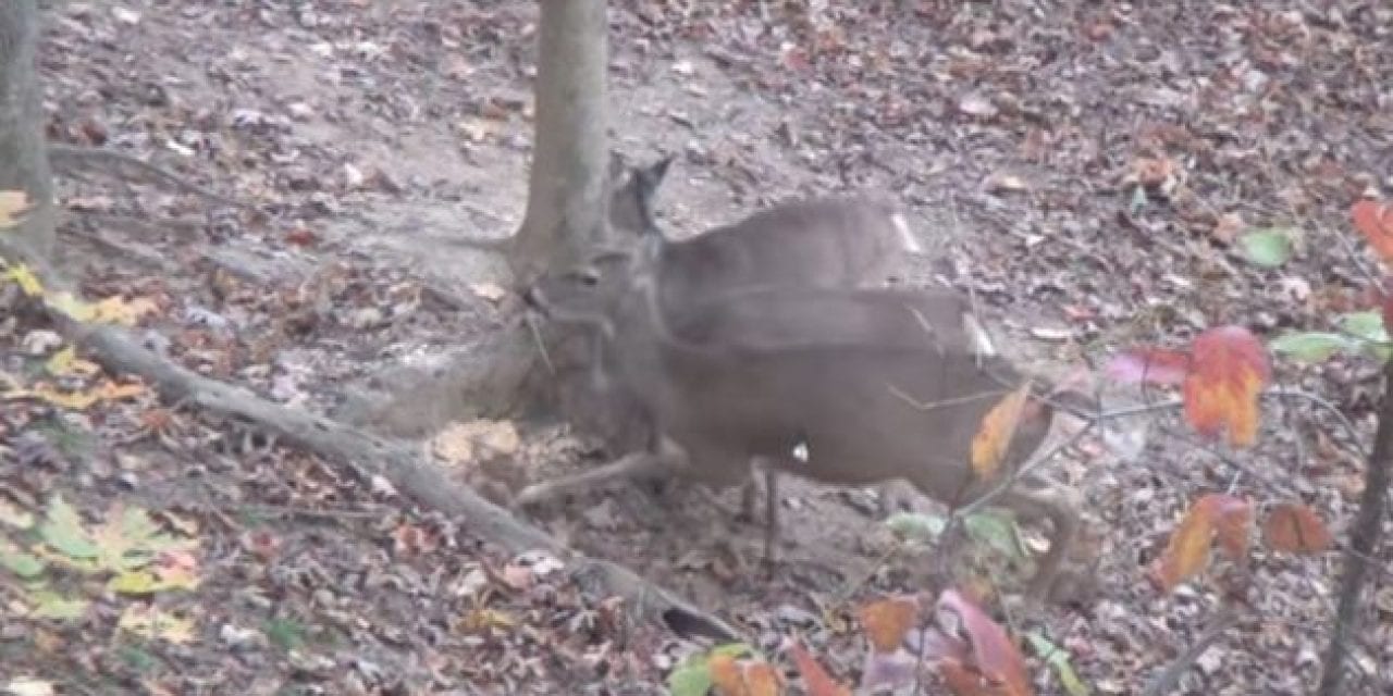 Video: That Time a 12-Year-Old Arrowed Two Deer With One Shot