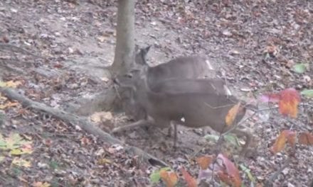 Video: That Time a 12-Year-Old Arrowed Two Deer With One Shot