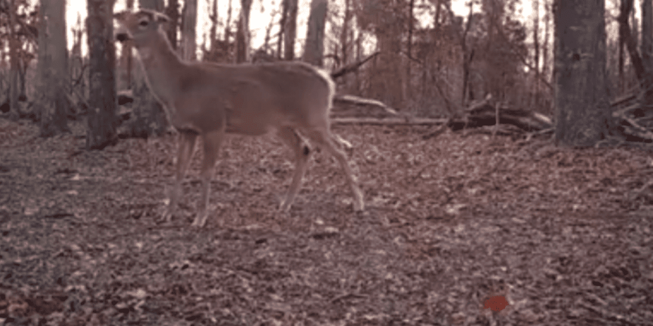 Video: The Sound Every Deer Hunter Hopes to Never Hear