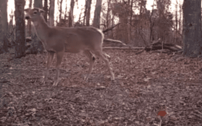 Video: The Sound Every Deer Hunter Hopes to Never Hear