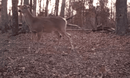 Video: The Sound Every Deer Hunter Hopes to Never Hear