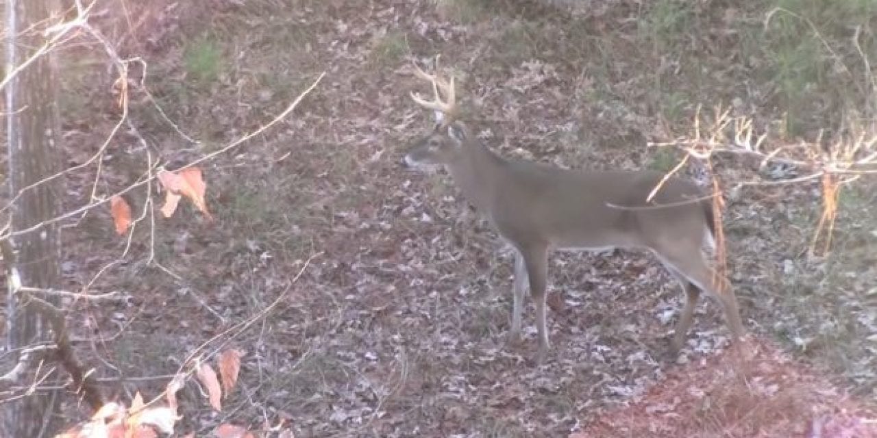 Video: Watch This Guy Bag a Big Buck with a Glock 10mm