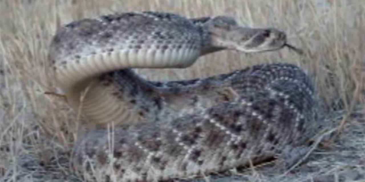 Video: You Have to See This Bowhunter’s Headshot on a Rattlesnake