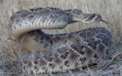 Video: You Have to See This Bowhunter’s Headshot on a Rattlesnake