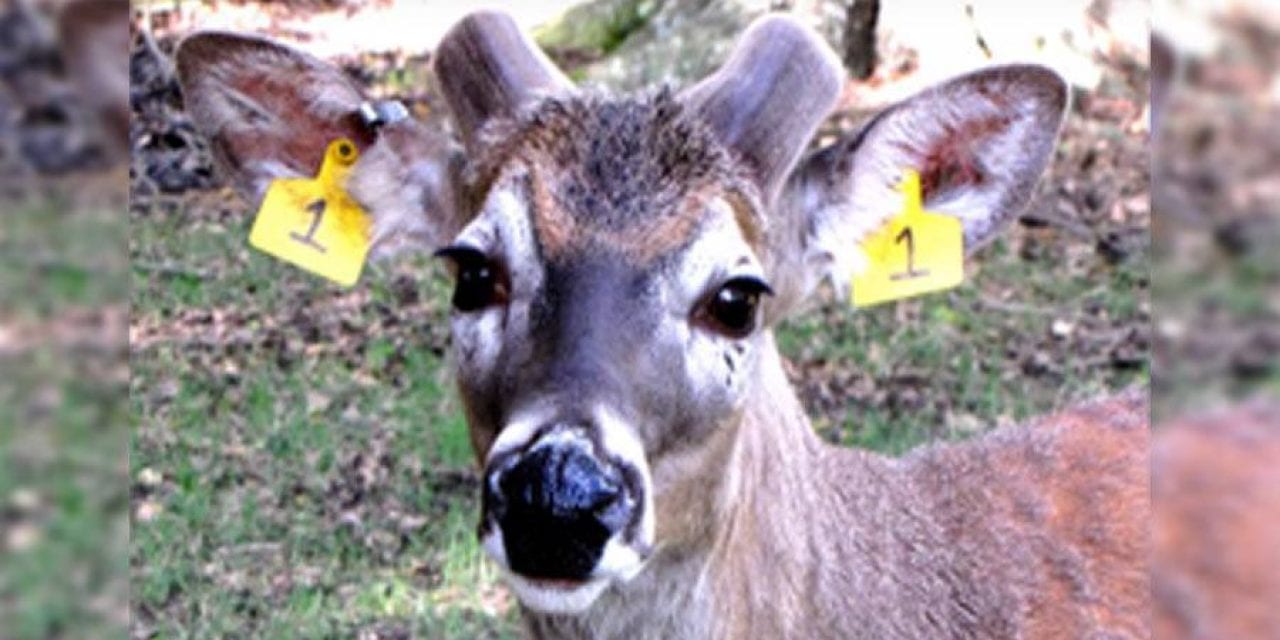 Watch These Two Bucks’ Antler Growth From Start to Finish