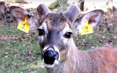 Watch These Two Bucks’ Antler Growth From Start to Finish