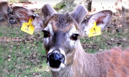 Watch These Two Bucks’ Antler Growth From Start to Finish