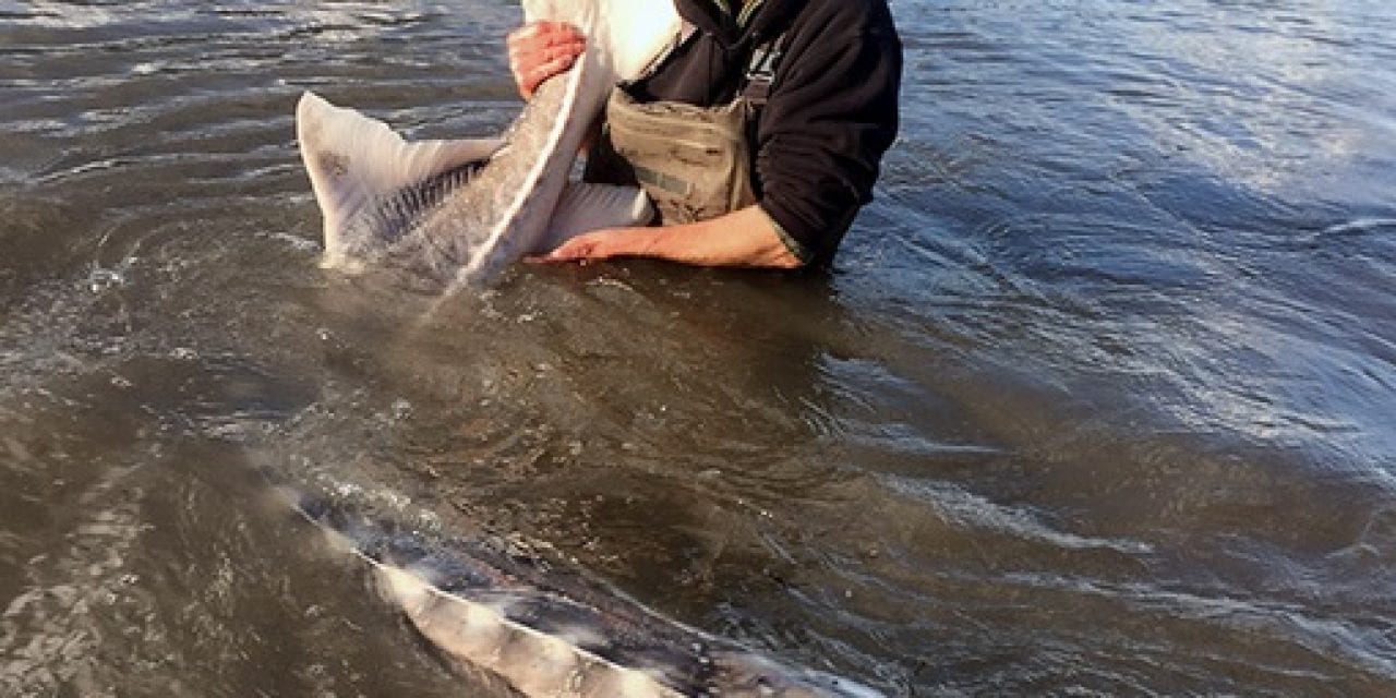 Who Wants To Chase White Sturgeon?