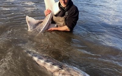 Who Wants To Chase White Sturgeon?