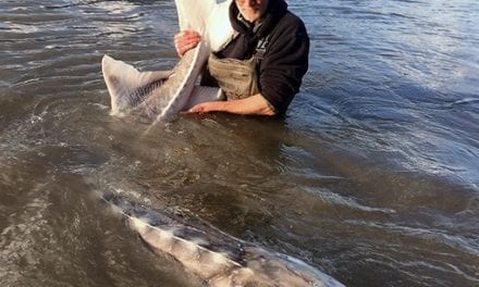 Who Wants To Chase White Sturgeon?