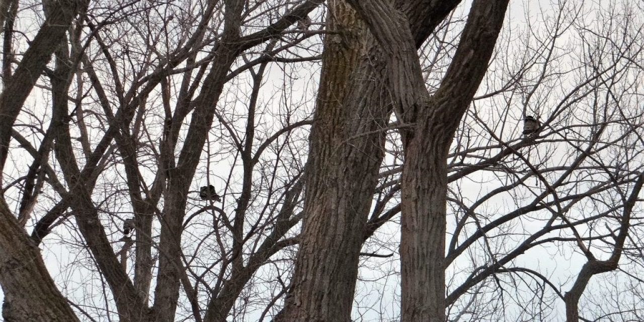 Winter Scouting for Spring Turkeys