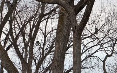 Winter Scouting for Spring Turkeys