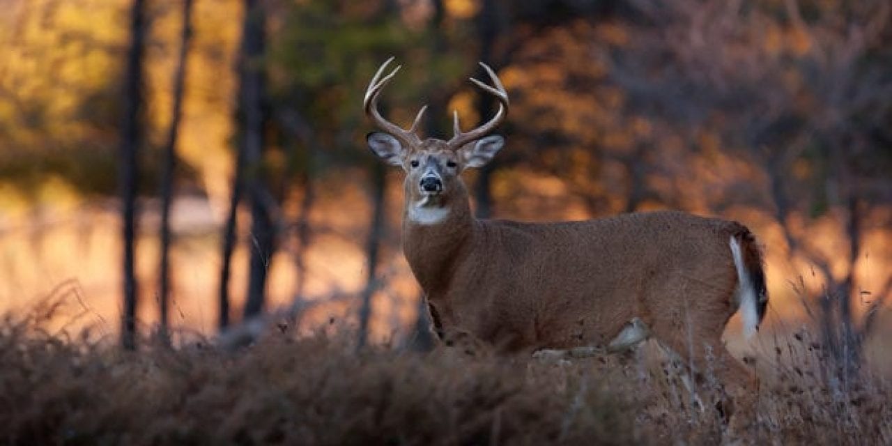 10 Great Hunting Books (Plus 1 More You’ll Hopefully Think is Great!)