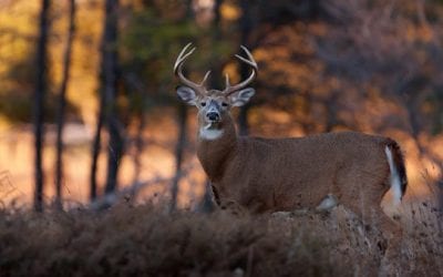 10 Great Hunting Books (Plus 1 More You’ll Hopefully Think is Great!)