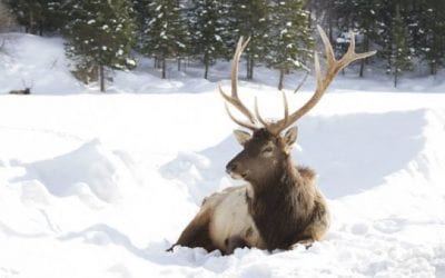 A Pledge by Montana Hunters to Avoid Shed Hunting Could Serve as Motivation