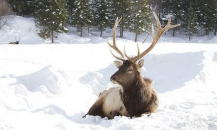 A Pledge by Montana Hunters to Avoid Shed Hunting Could Serve as Motivation