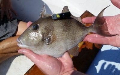 Are Fish Impacted by Hurricanes