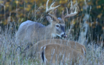 As Deer Season Ends, the Next Season Begins