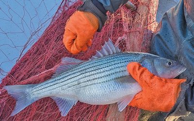 ASMFC expected to set stricter regs for harvesting striped bass