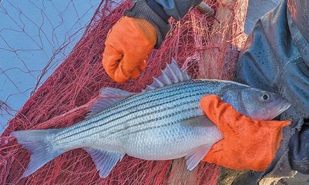 ASMFC expected to set stricter regs for harvesting striped bass