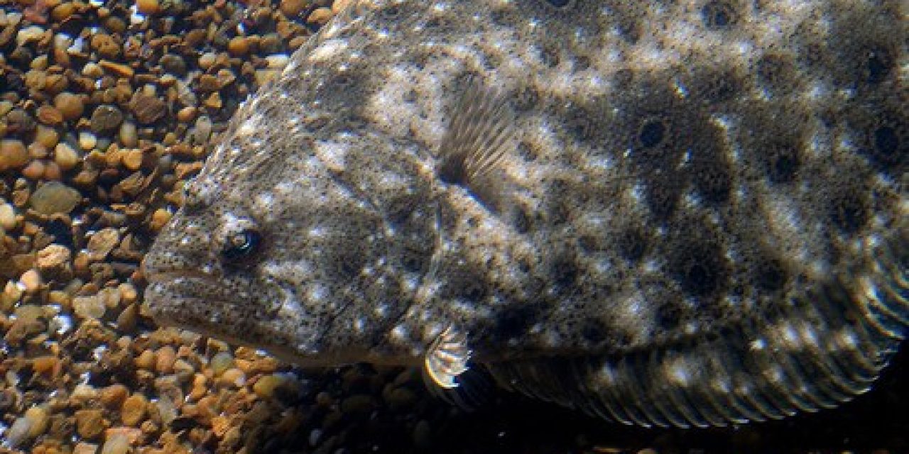 Assessments Completed On NE Summer Flounder & Atlantic Striped Bass Stocks