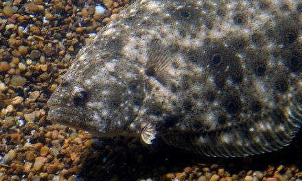 Assessments Completed On NE Summer Flounder & Atlantic Striped Bass Stocks