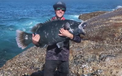 Australian Angler Catches Monster Blue Groper From the Bank