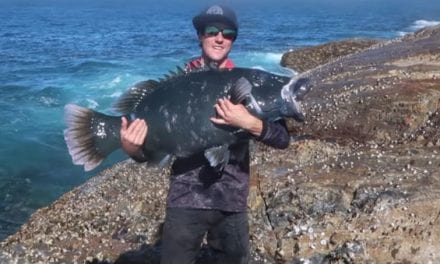 Australian Angler Catches Monster Blue Groper From the Bank