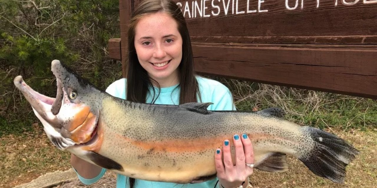 Brooke Wheeler Lands A Trophy Trout On A Underspin Lure