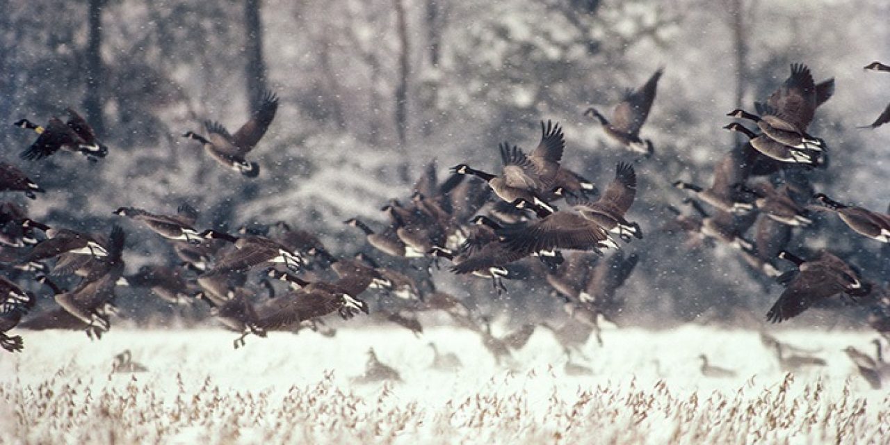 Chesapeake Bay bag limits for geese & mallards reduced